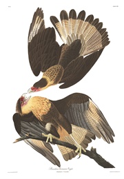 First Impressions: John James Audubon (Joseph Kastner)