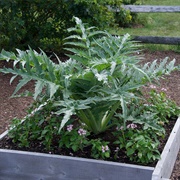 Cardoon