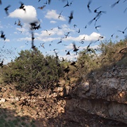 Bracken Cave, USA