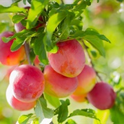 Japanese Plum (Prunus Salicina)