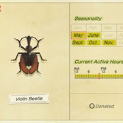 Violin Beetle