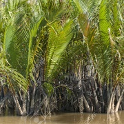Nipa Palm (Nypa Fruticans)