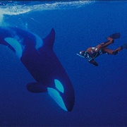 Snorkel With Orca