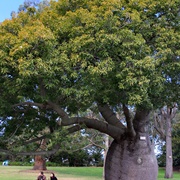 Narrow-Leaved Bottle Tree (Brachychiton Rupestris)