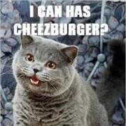 I Can Has Cheezburger?