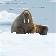 Explore the High Arctic (NU)