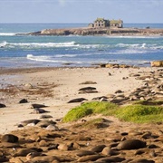 Ano Nuevo State Reserve, USA