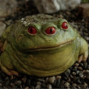 Three Eyed Toad