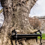 Dublin&#39;s Hungry Tree, Dublin, Ireland