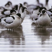 Isle of Purbeck & Poole Harbour, England