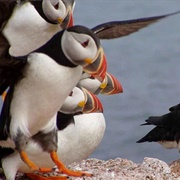 Puffins on the Isle of Lundy, UK