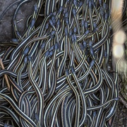 Narcisse Snake Dens, Canada