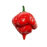 Trinidad Scorpion Butch-T Pepper