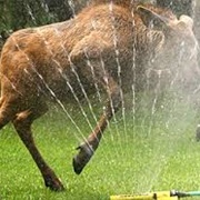 Run Through Sprinklers