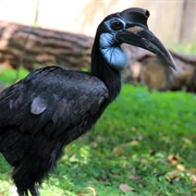 Abyssinian Ground Hornbill