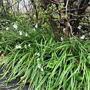 Three Cornered Leek