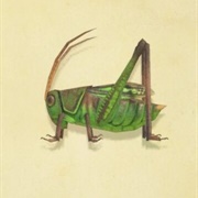 Grasshopper