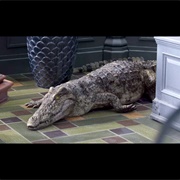 Crocodile