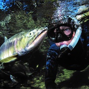 Snorkel With Salmon (BC)