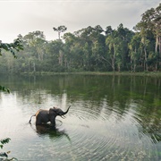 Nouabale-Ndoki National Park, Congo