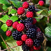 Bramble