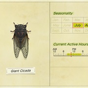 Giant Cicada