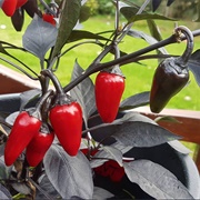 Count Dracula Pepper