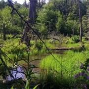 Cranberry Glades, West Virginia