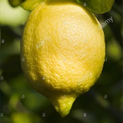 Fino Citron Lemon