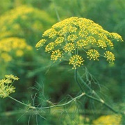 Fennel