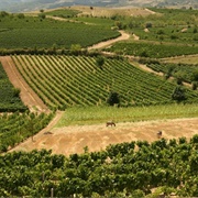 Tikves Wine Region