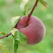Earlihale Peach