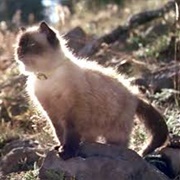 Sassy (The Homeward Bound)