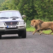 Dvůr Králové Safari Park, Czech Republic