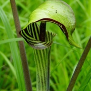 Jack-In-The-Pulpit