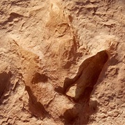 Dinosaur Tracks