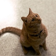 Goose (Captain Marvel)