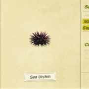 Sea Urchin