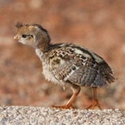Gambel's Quail