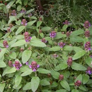 Self Heal