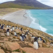 Falkland Islands