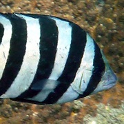 Barred Knifejaw
