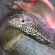 Black Headed Monitor