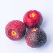 Phalsa