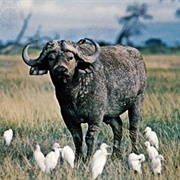 Buffalo