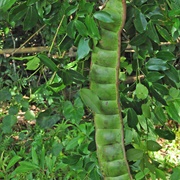 Box Bean (Entada Phaseoloides)