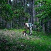 Hunting for Truffles