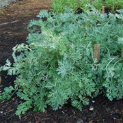 Wormwood
