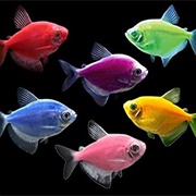Glofish