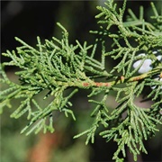 Eastern Redcedar